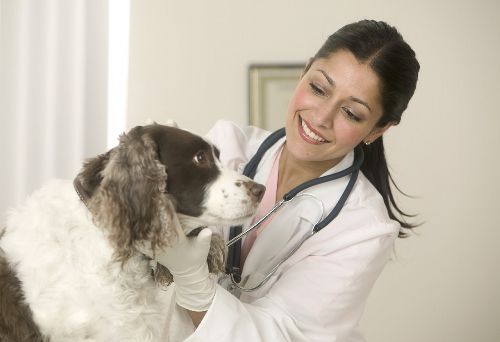 犬の診察
